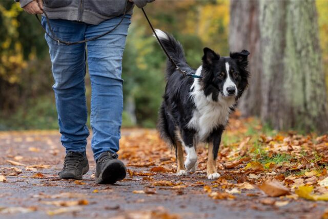 Ein Hund, der anders als in diesem Symbolbild nicht angeleint war, sorgte für einen Streit in Dortmund.