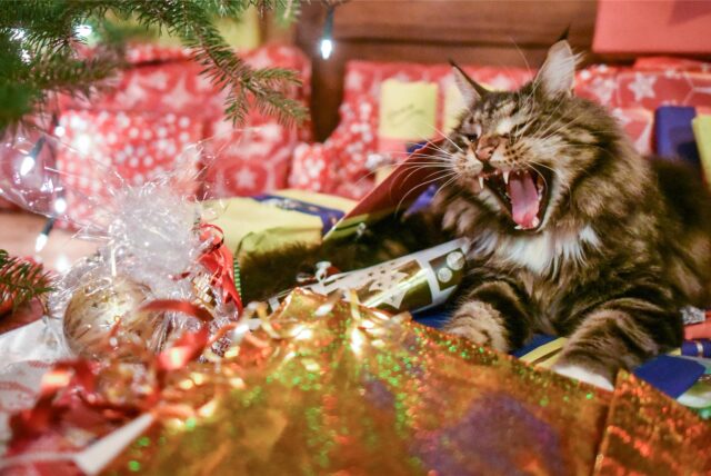 Eine Katze sitzt unter einem Tannenbaum und spielt mit dem Geschenkpapier. (Symbolbild)