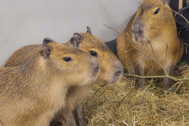 Drei neue Capybaras aus Schweden leben nun im Zoo Dortmund
