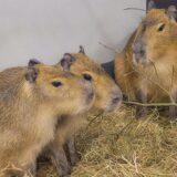 Drei neue Capybaras aus Schweden leben nun im Zoo Dortmund