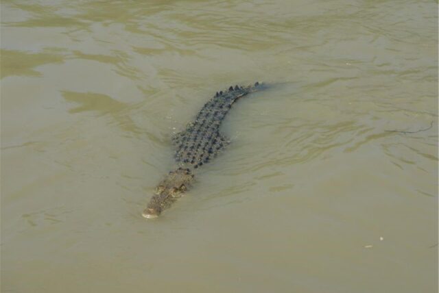 Ein Krokodil schwimmt im Wasser.
