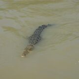 Ein Krokodil schwimmt im Wasser.
