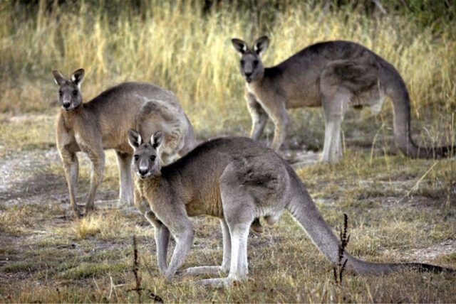Kängurus in Australien.