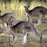 Kängurus in Australien.