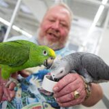 Der mittlerweile verstorbene Ladenbesitzer Norbert Zajac füttert im Zoogeschäft in Duisburg Papageien.