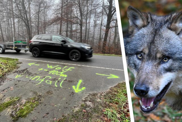 Ein Wolf auf einem Symbolbild