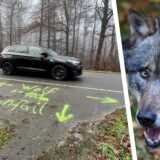 Ein Wolf auf einem Symbolbild