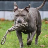 Eine Staffordshire-Terrier-Hündin beim Spielen im Garten