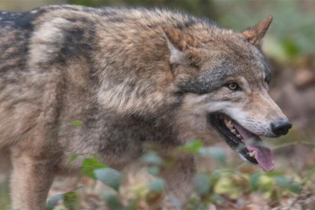 Ein Wolf läuft durch einen Wald