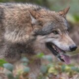 Ein Wolf läuft durch einen Wald