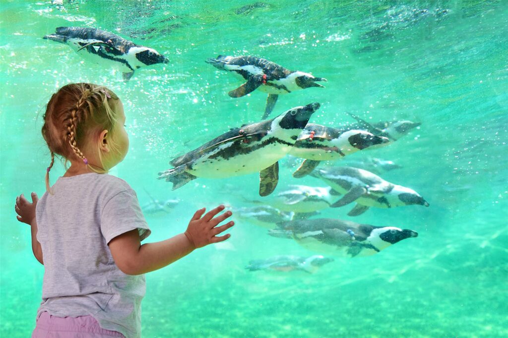Ein Mädchen steht vor einer Glasscheibe, dahinter tauchen Pinguine im Wasser. Ein Mädchen steht vor einer Glasscheibe, dahinter tauchen Pinguine im Wasser.