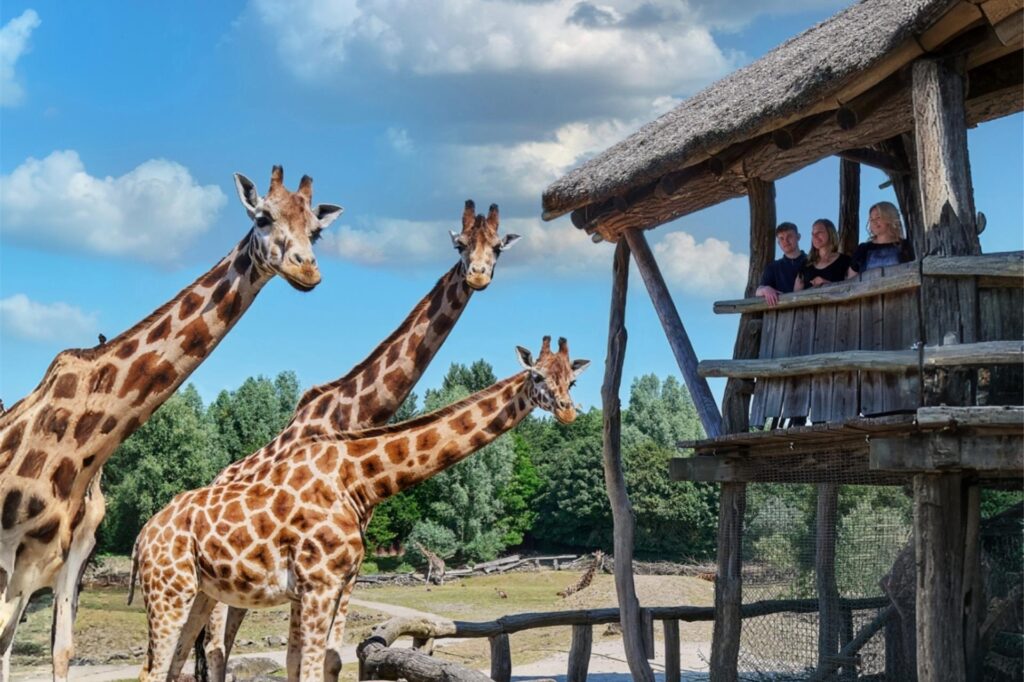 Drei Giraffen im Zoo, daneben stehen Menschen in einem erhöhten Holzhäuschen und beobachten die Tiere. Drei Giraffen im Zoo, daneben stehen Menschen in einem erhöhten Holzhäuschen und beobachten die Tiere.
