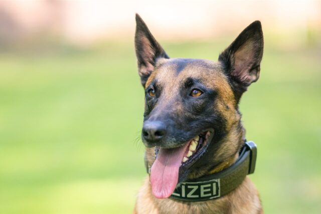 Ein Schäferhund der Fahnder in Großaufnahme.