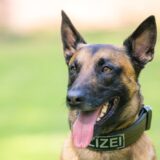 Ein Schäferhund der Fahnder in Großaufnahme.
