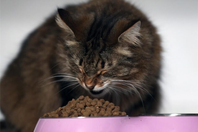 Eine Katze frisst Trockenfutter.