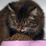 Eine Katze frisst Trockenfutter.