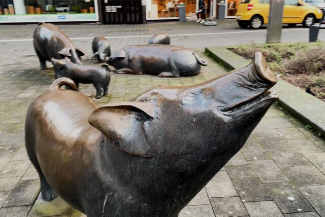 Schweineherde auf dem Otto-Wels-Platz in Herten
