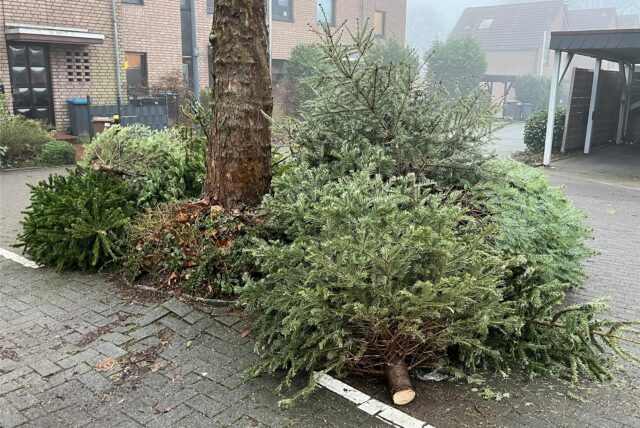 Um einen Baum in Herten-Scherlebeck liegen alte Tannenbäume zur Abholung bereit.