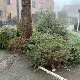 Um einen Baum in Herten-Scherlebeck liegen alte Tannenbäume zur Abholung bereit.