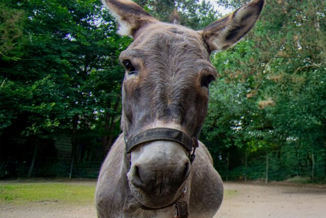 Eine Eselin im Dortmunder Zoo.