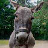 Eine Eselin im Dortmunder Zoo.