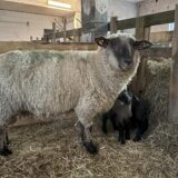 Schaf mit zwei Lämmern in Stall