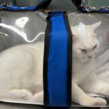 Eine weiße Katze sitz in einer durchsichtigen Tasche.