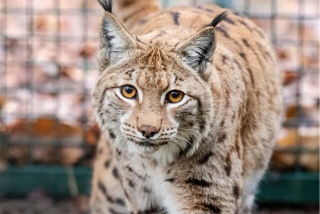 Luchs Vlad in seinem Gehege.