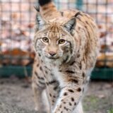 Luchs Vlad in seinem Gehege.