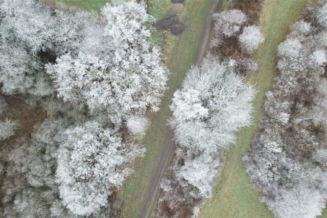 Das Winter-Wunderland am 20. Januar 2025: Die Bäume in Castrop-Rauxel sind vom Frost weiß.