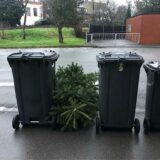 Mülltonnen und eine Tanne am Straßenrand