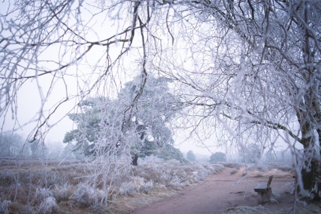 Winter Haltern Raureif Heide Wetter