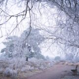 Winter Haltern Raureif Heide Wetter