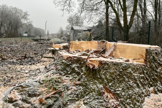 Zwei Baumstümpfe stehen auf einer kahlen Fläche am Mühlenbach in Datteln.