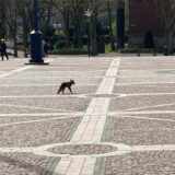 Ein Fuchs lief im April 2021 über den Friedensplatz in der Dortmunder City.