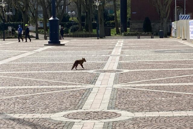 Ein Fuchs lief im April 2021 über den Friedensplatz in der Dortmunder City.
