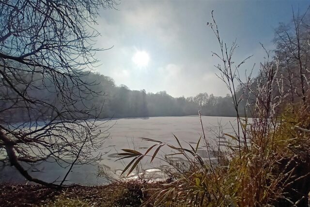 Idylle im Rombergpark. Die Sanierung der Stege am kommt voran