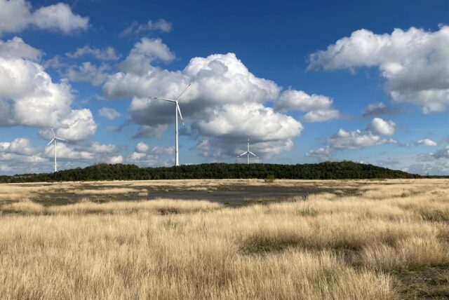 Gräser wachsen auf dem Hochplateau der Halde Brinkfprtsheide Erweiterung in Marl-Hüls.