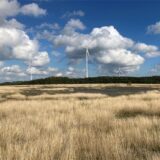 Gräser wachsen auf dem Hochplateau der Halde Brinkfprtsheide Erweiterung in Marl-Hüls.