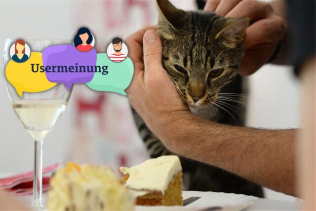 Ein Kater lässt sich in einem Katzen-Café streicheln (Symbolbild).