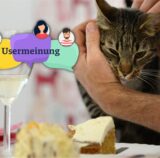 Ein Kater lässt sich in einem Katzen-Café streicheln (Symbolbild).