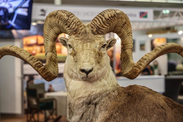 Auf der Messe „Jagd und Hund“ ist an einem Stand ein ausgestopfter Bock zu sehen.