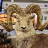 Auf der Messe „Jagd und Hund“ ist an einem Stand ein ausgestopfter Bock zu sehen.