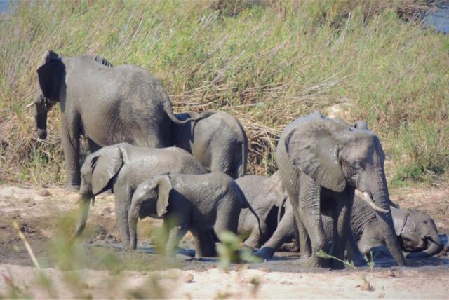 Eine Elefantenherde nimmt ein Schlammbad. Manche Tiere und Pflanzen wären wohl ausgerottet worden, wenn die Welt den kommerziellen Handel vor 50 Jahren nicht eingeschränkt hätte. Aber die Zeit drängt, mehr zu tun, vor allem gegen Wilderei.