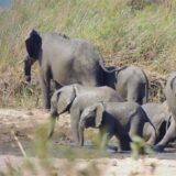 Eine Elefantenherde nimmt ein Schlammbad. Manche Tiere und Pflanzen wären wohl ausgerottet worden, wenn die Welt den kommerziellen Handel vor 50 Jahren nicht eingeschränkt hätte. Aber die Zeit drängt, mehr zu tun, vor allem gegen Wilderei.