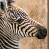 Das neu geborene Zebra-Fohlen im Zoo Dortmund