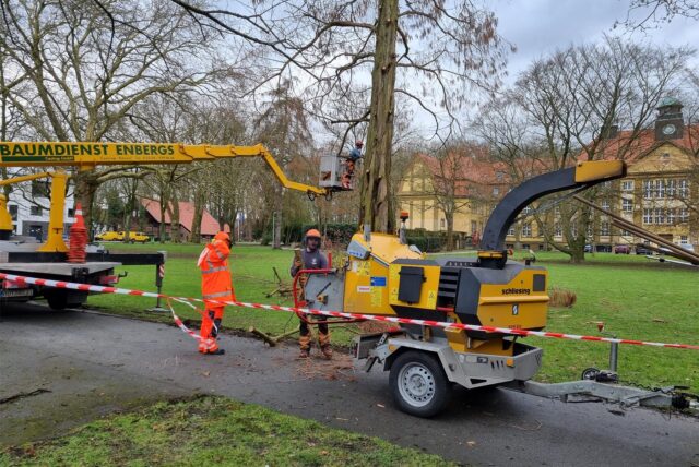 Arbeiter fällen einen Baum.