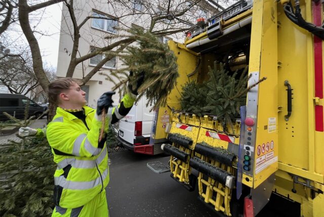 Ein Mitarbeiter der EDG wirft einen Weihnachtsbaum in ein Müllfahrzeug.