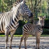 Das Zebrafohlen erkundet mit seiner Mutter die Außenanlage im Zoo Dortmund.