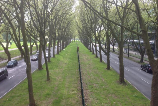 Die intakte Platanenallee am Rheinlanddamm. So möchte der Befürworterkreis auch die löchrige Allee am Westfalendamm wiederherstellen.